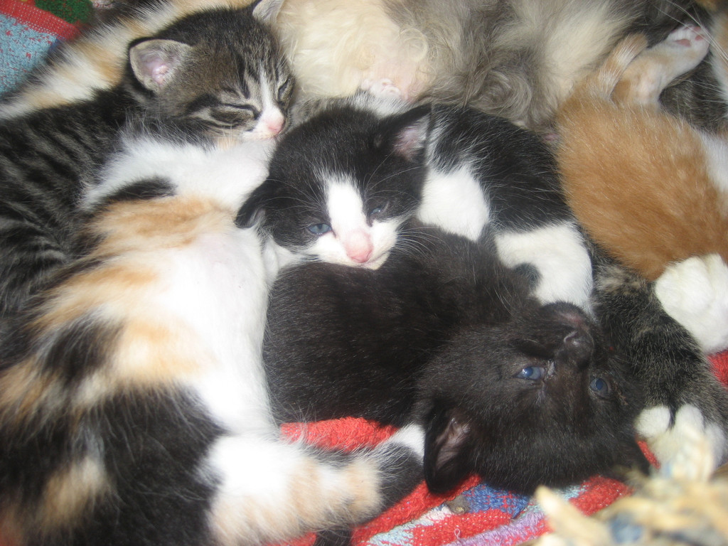 Katzen Herbst 2010 019_jpg-1284381562
