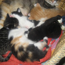 Katzen Herbst 2010 029_jpg-1284381623
