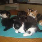 Katzen Herbst 2010 058_jpg-1284381674