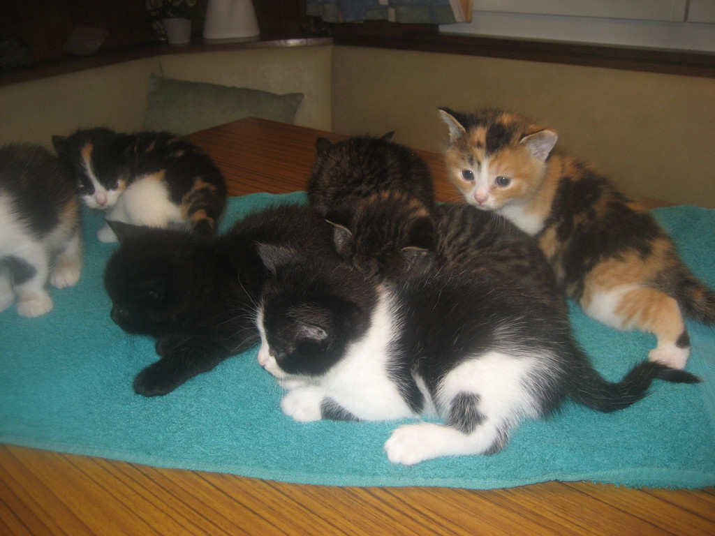 Katzen Herbst 2010 058_jpg-1284381674