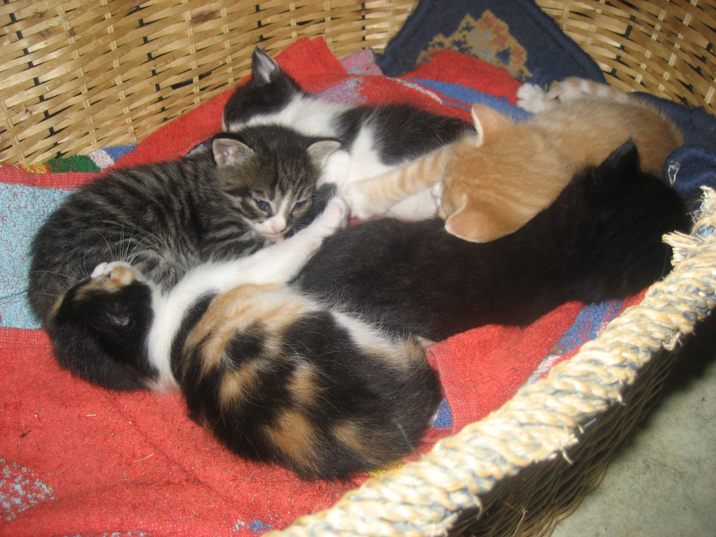 Katzen Herbst 2010 047_jpg-1284381732