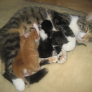 Katzen Herbst 2010 062.jpg
