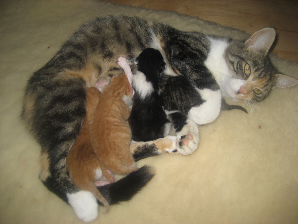 Katzen Herbst 2010 062.jpg