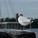 DSC08889_JPG-1284384873