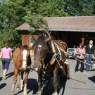 Alpabtrieb in Großdorf