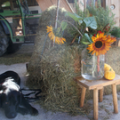 DSC08895.JPG