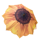 Sunflower_Bloom.jpg