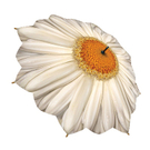 White_Daisy.jpg