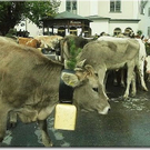 15_9_201 Alberschwende Alpabtrieb26.jpg
