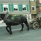 15_9_201 Alberschwende Alpabtrieb46.jpg