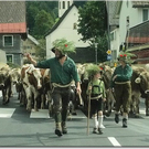 15_9_201 Alberschwende Alpabtrieb5.jpg