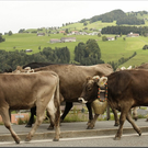 Alb2010alpAbtr  321.jpg