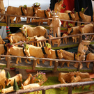 DSC09747.JPG