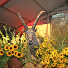 KOE_Bockbierfest Frastsnz 32_jpg-1284755658