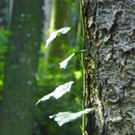 Bild 077_jpg-1284803390