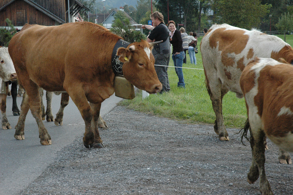 DSC_7868_JPG-1284875769