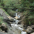 Finsternau3_jpg-1284924949