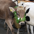 DSC_0030_JPG-1284930678