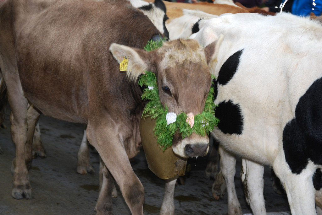 DSC_0030_JPG-1284930678