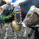 DSC_0055_JPG-1284931053