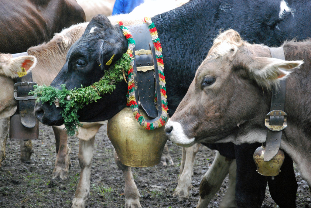 DSC_0055_JPG-1284931053