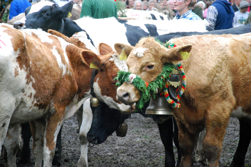 DSC_0057_JPG-1284931097