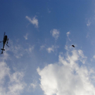 19092010paragliderLTaktivnews_20_19_.jpg