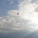 19092010paragliderLTaktivnews_20_28_.jpg