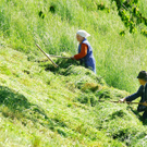 gras.JPG