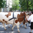 normal_18092010einzugwieseneirtehmaktivnews__46_.jpg