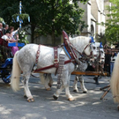 normal_18092010einzugwieseneirtehmaktivnews__54_.jpg