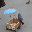 normal_18092010wiesnerstertaghmaktivnews__30_.jpg