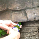 schildkroete_vorher.jpg