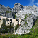 Sieber Toni 19.jpg