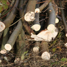HK_Naturschutzjugend _56_.jpg
