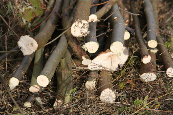 HK_Naturschutzjugend _56_.jpg