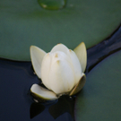 DSC09338_JPG-1285168980