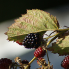 DSC09340_JPG-1285169014