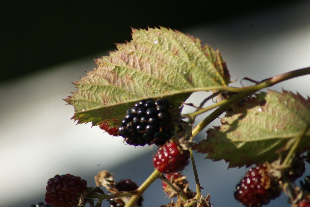DSC09340_JPG-1285169014