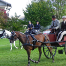 Pony-Fahrturnier