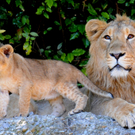Bildimpressionen aus dem Züricher Zoo