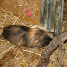 Tiere der Woche: Meerschweinchen Tina und Tini
