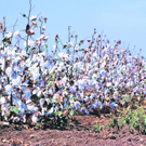 cotton_rbvn_621997706.jpg