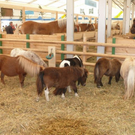 normal_24092010histwiesnhmaktivnews__9_.jpg