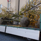 Baum.JPG