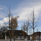 Baum XIII.JPG