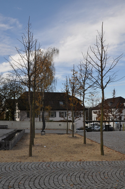 Baum XIII.JPG