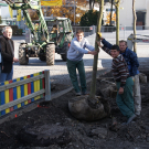 Baum VI.JPG