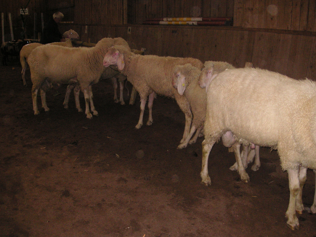 PICT0322.JPG