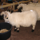 PICT0327.JPG